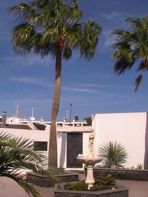 Palme im Patio